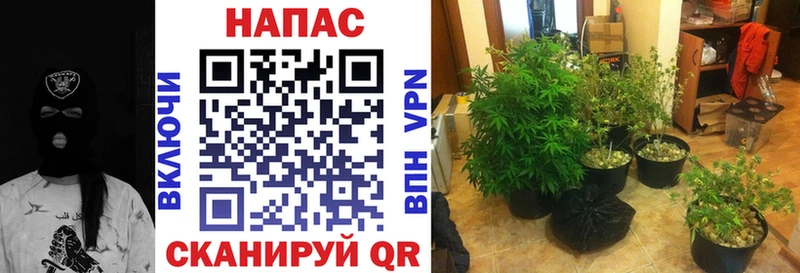 где можно купить Белый Бошки Шишки планчик